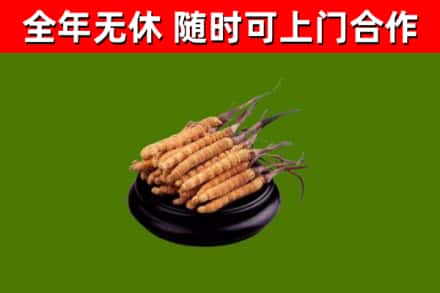 梁园区烟酒回收冬虫夏草.jpg